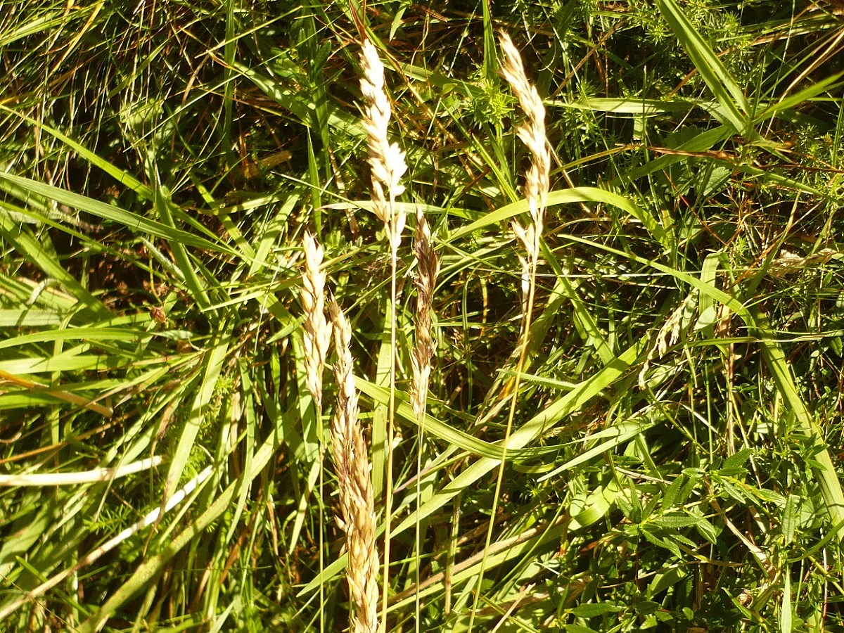 Holcus mollis subsp. mollis (Poaceae)